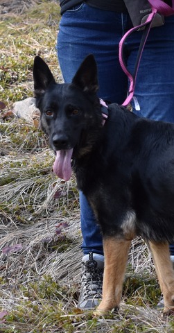 Inca