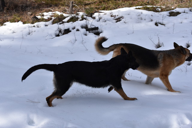 Inca and Nox