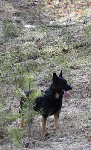 Inca