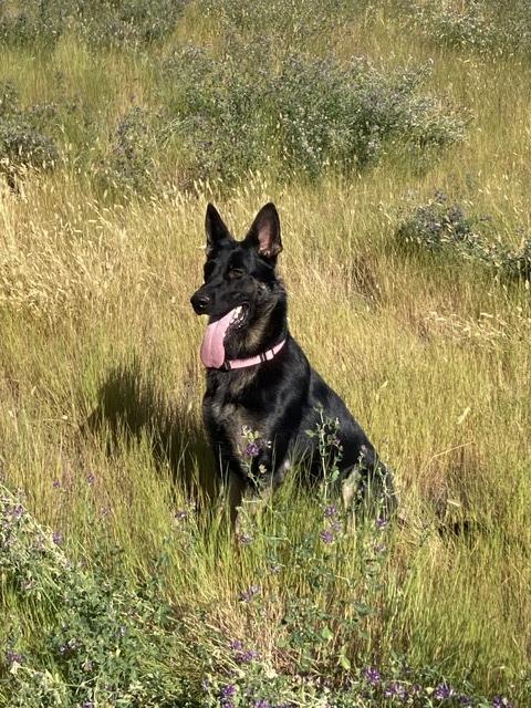 Inca